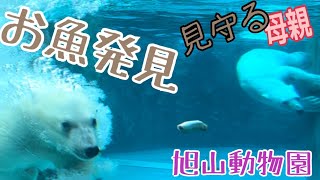 旭山動物園　モグモグタイム　ゆめちゃん　ピリカ