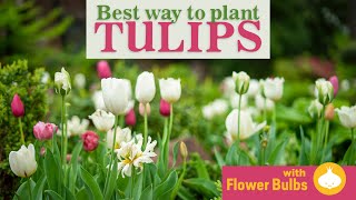 Plant Hundreds of Tulips FAST! Linda Vater