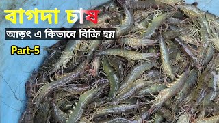 Part-5: বাগদা চিংড়ি চাষ ও আড়ৎ এ নিয়ে কিভাবে বিক্রি হয়। Bagda shrimp | How is it sold on the market?