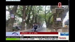 Road side tree felling in Jessore (23-01-2016)