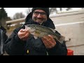 un lacher de poisson massif du jamais vu sur ce lac ...