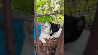 ഫോണും പിടിച്ചു കൊണ്ട് എന്താ പരിപാടി #cat#catlovet# viral shorts#catfunny #short feed