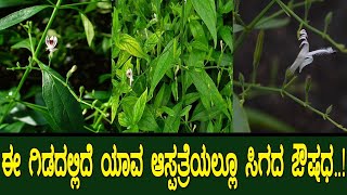 ಈ ಗಿಡದಲ್ಲಿದೆ ಯಾವ ಆಸ್ಪತ್ರೆಯಲ್ಲೂ ಸಿಗದ ಔಷಧ..!Health benefits of Kiratha..!