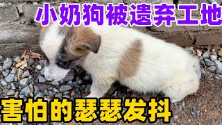 小奶狗被遗弃工地边上，害怕的瑟瑟发抖