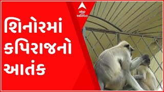 વડોદરાઃ શિનોરમાં કપિરાજનો આતંક, વીજપોલનો જીવંત તાર તૂટતા શોર્ટ સર્કિટ