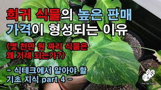 희귀 식물의 높은 판매 가격이 형성되는 이유 (몇 천만 원 짜리 식물은 왜 거래 되는가?) - 식테크에서 알아야 할 기초 지식 part 4