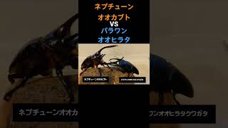 ネプチューンオオカブトVSパラワンオオヒラタ