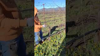 podando uva la de vara en el valle de napa