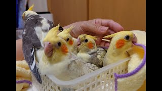 オカメインコの育雛Live@’25春雛　嘴打ちが始まりました。