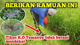 HASILNYA BIKIN NGERI SEMUA TIKUS K.O CARA MEMBASMI HAMA TIKUS PADA TANAMAN PADI