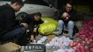 西北小强父母回老家卖苹果，半夜3点还在加班，小强心疼的差点哭