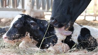 The Birth of Twin Calves