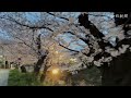 五条川の桜が見頃、夜桜ライトアップも　愛知・岩倉