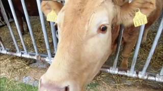 北海道　ハイジ牧場の羊と牛　ベロンベロン　Sheep and cattle gills of Hokkaido Heidi ranch