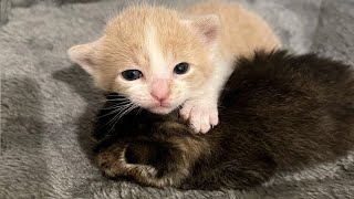 生き残った1匹の子猫を連れていた母猫。兄弟を亡くした子猫と我が子を失った母猫は別の子猫と出会い、寂しさから抜け出す【感動実話 動物】