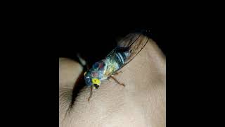 Cicada on Hand #shorts #no screamingcicada #cicada #amazingcicada