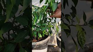 इस छोटे से पौधें में इतनी सारी मिर्ची लगी है। #shorts #shortvideo #short #chilli