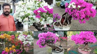 Bougainvillea  Bonsai / Flowering Tips