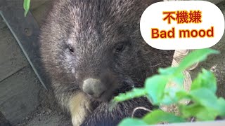 ユキちゃんが暑さでご機嫌ななめ🌸Wombat Yuki, she is in a bad mood..【動くぬいぐるみ】🌸【動くぬいぐるみ】