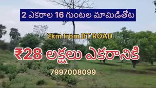 👉2 ఎకరాల 16 గుంటల మామిడితోట అమ్మబడును 🚗90 km to shamirpet ₹28 L per acre #mangofarm