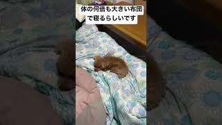 体の何倍も大きい布団で寝るらしいです