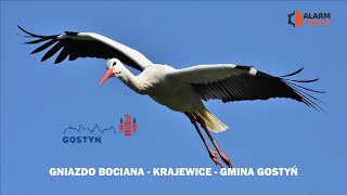 Bocian - Krajewice - Gmina Gostyń