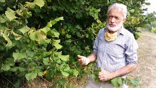 How to grow and harvest hazelnuts (filberts) at home, successfully!