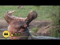 ワニを倒すことができる 6 つの強力な動物【バトル】