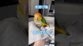 拭き拭きしてたら転がっちゃうインコ#shorts #シロハラインコ #ズグロシロハラインコ