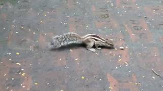 কাঠবিড়ালি, রমনা পার্ক। Squirrel @ Ramna Park