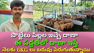 SHEEP FARMING Beast feed for  SHEEP kids Double your profits in 3 months పొట్టేళ్ళ పెంపకం