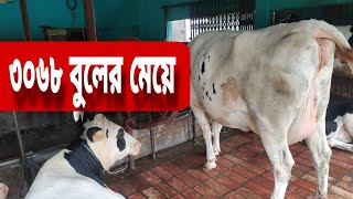 পছন্দের ৩০৬৮  ষাঁড়ের মেয়ে | Shikkhito  Uddokta | ADL Semen |