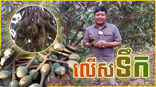 ការអង្កេតមើលទុរេនលើសទឹក / ទុរេនលើសទឹក (ទុរេនវគ្គផ្កាផ្លែ)