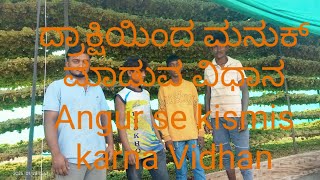 ದ್ರಾಕ್ಷಿ ಯಿಂದ ಮನುಕ್ ಮಾಡುವ ವಿಧಾನ angur se kismis karana vidhan vijayapur ##