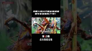 抓麻雀被判刑，大媽的野外生存陷入困境 #奇闻