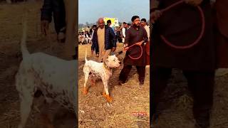 pakistani bully dog fight2023 pakistani bully vs pitbull fight real #shorts #dogfight #pitbullvlogtv