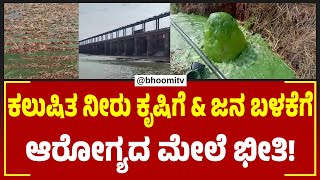 ತುಂಗಭದ್ರಾ ನದಿಯ ನೀರು ಹಸಿರು ಪಾಚಿ ಗಟ್ಟಿ – ಗ್ರಾಮಸ್ಥರಲ್ಲಿ ಆತಂಕ