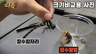 이래서 장수말벌을 먹는다고하는거군요...우리나라에서 가장크다는 장수잠자리를 드디어 잡아봤습니다