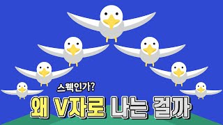 기러기는 왜 V자로 나는 걸까