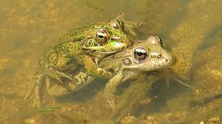 Acasalamento de rãs-verdes (Pelophylax perezi)