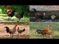 Exploring the Colorful World of Wild Chickens: Discovering Nature's Original Fowl
