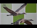 Why Do Birds Fly South for Winter?