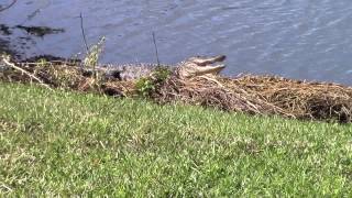 Pissed off the Alligator