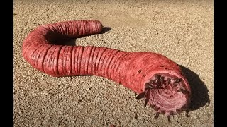 A Poisonous Electric Worm , the Mongolian Death Worm   Olgoi-Khorkhoi ,  - Big Fire