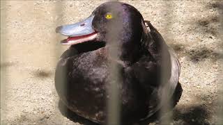 井の頭自然文化園（水生物園）2019年8月6日（火）