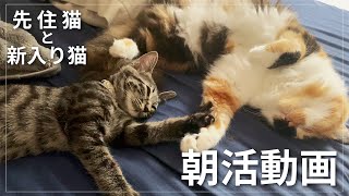 AM4:00猫達のモーニングルーティン【運動編】