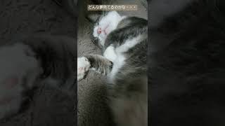 まる太が寝てると眠くなる・・・#ねこ#まる太