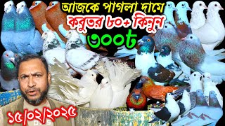 আজকে পাগলা দামে কবুতর কিনুন ৮০+ ৩০০ টাকা জোড়া হাই কোয়ালিটি কবুতর পালন বাংলাদেশ pigeon price