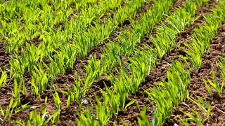 Growing wheat 🌾 for First time Superseeder l ਆਜੋ ਵੇਖੀਏ ਕਣਕ ਕਿਵੇਂ ਜੰਮੀ ਹੈ। #wheatgrown