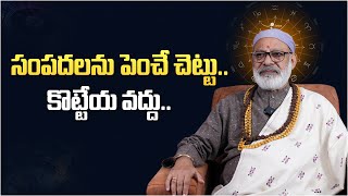 సంపదలను పెంచే చెట్టు.. కొట్టేయ వద్దు..#danturivastu #danturipandarinath #astrology #vastusastra